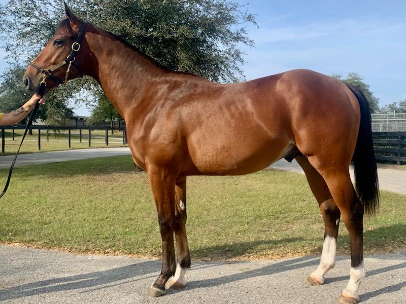 Prince of Truth is starting to grow into the look of both his parents. #laverdad #intomischeif #ladysheilastable #thoroughbred #ocala #wavertree
