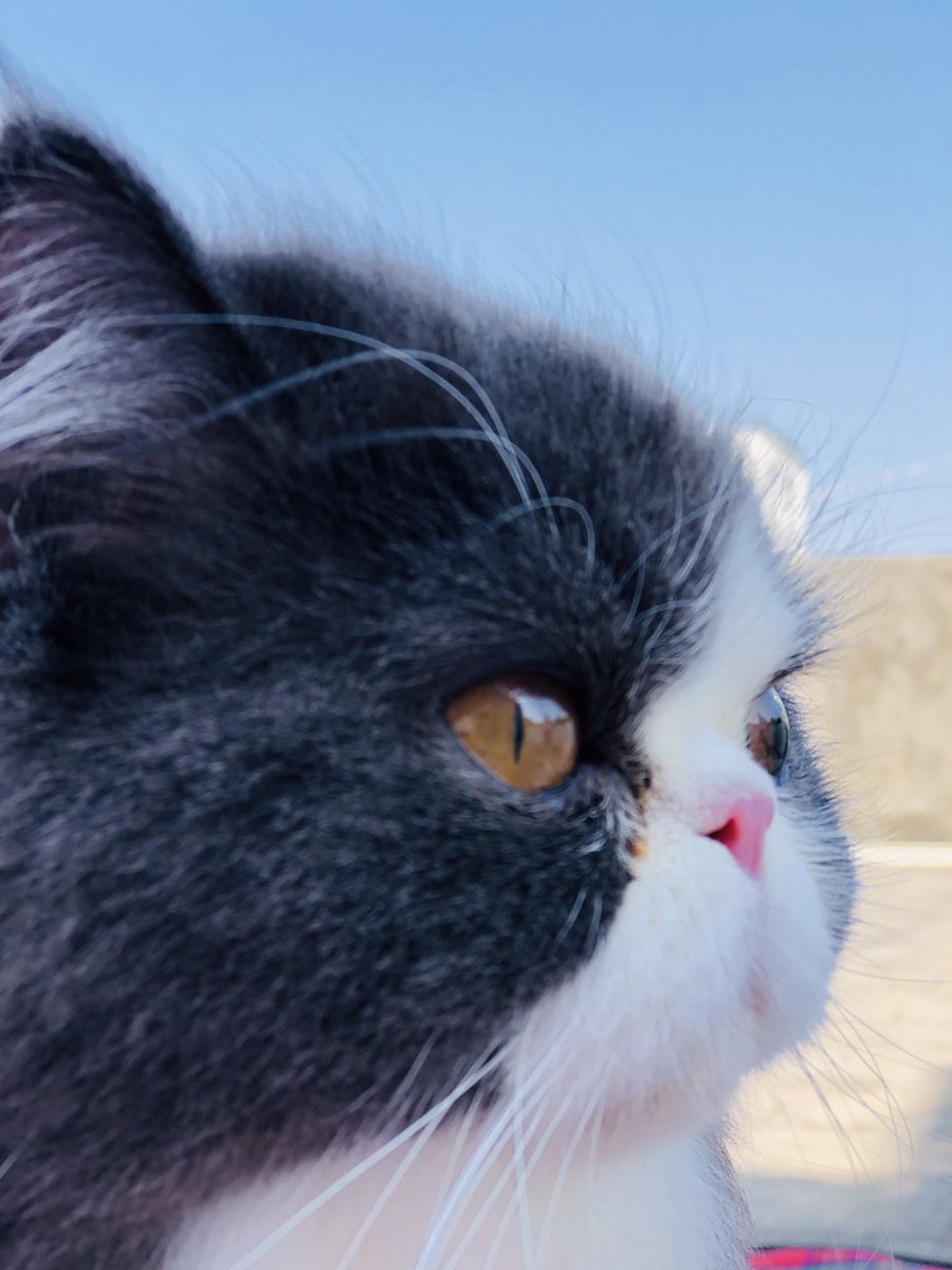 I like my cat. #CatsOnTwitter