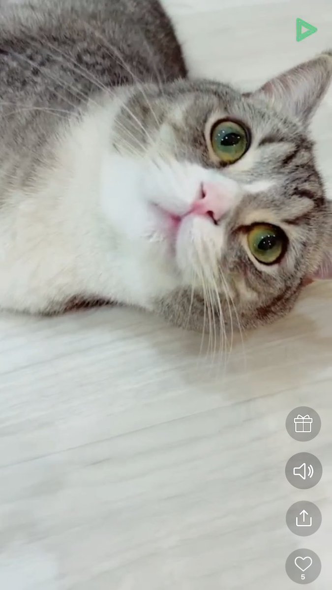 aaa14951583's tweet photo. もち様のLINE Live参加した🥰🐈
ひたすら可愛くて癒された〜ｷｬﾜ
#もちまる日記 
@catmotimaru https://t.co/1NyBzvR6e0