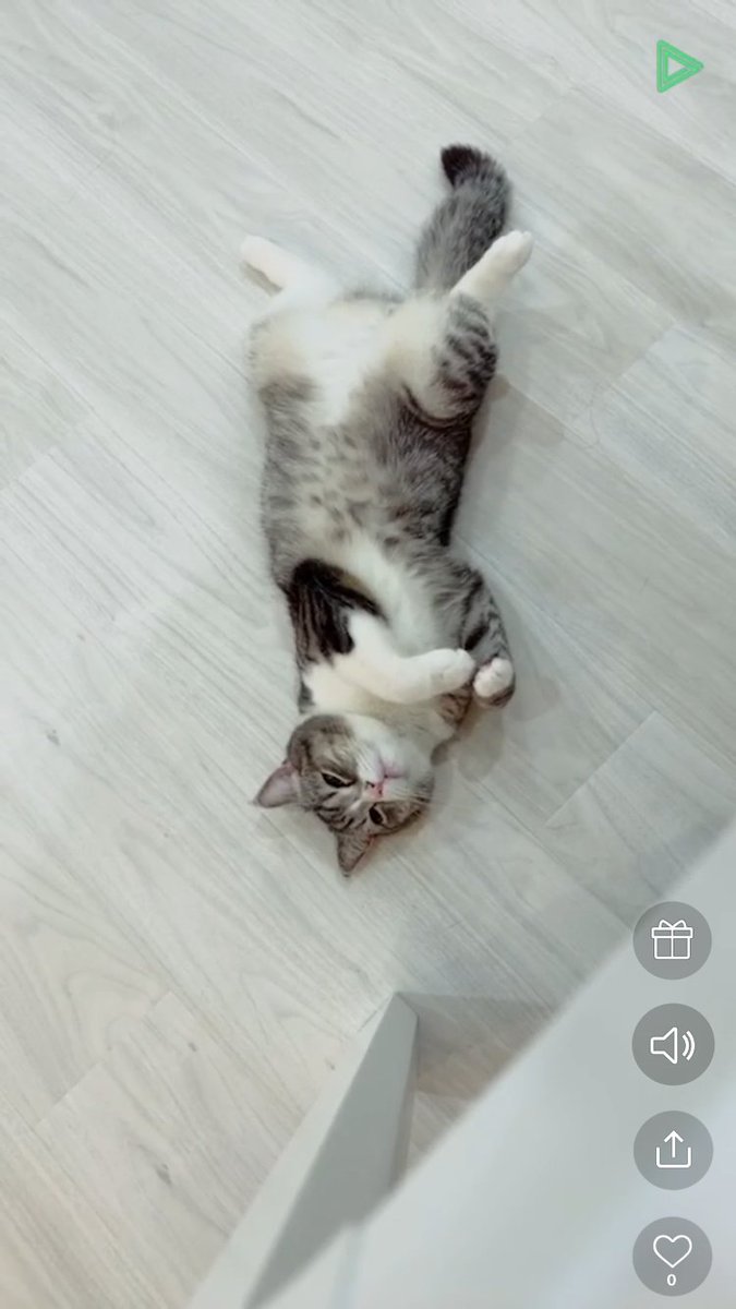 aaa14951583's tweet photo. もち様のLINE Live参加した🥰🐈
ひたすら可愛くて癒された〜ｷｬﾜ
#もちまる日記 
@catmotimaru https://t.co/1NyBzvR6e0