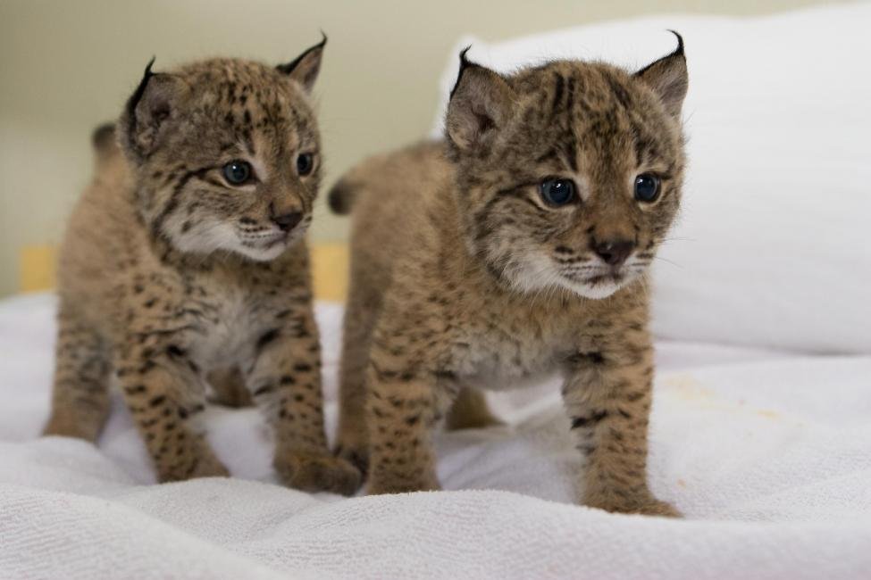 hilo para celebrar el 12 de diciembre como día internacional del lince ibérico🐯🎉🧵