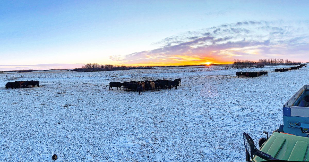 Every ones getting back in to the swing of winter feeding. Follow along for more pictures like this on Instagram @davidsoncattleco  #cowchow #winterfeeding #farm365
