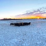 Photo by Davidson Cattle Co. (@DavidsonCattle)