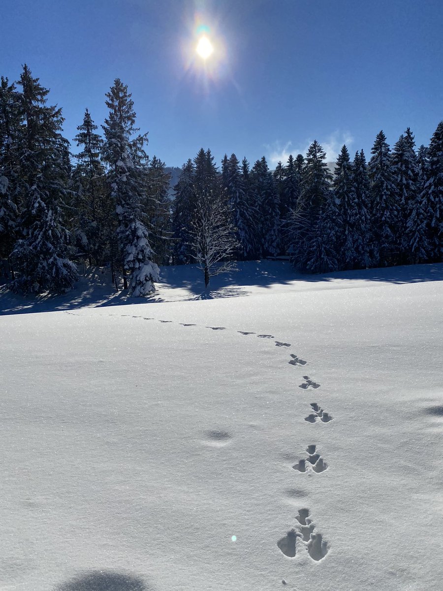 sandro_w_hess's tweet photo. Heutige #Schneewanderung zwischen #Bildstein &amp; #Alberschwende! ❄️😎👍🏻 #Winter #WinterWonderland #Bregenzerwald https://t.co/jEo5d1BkdA