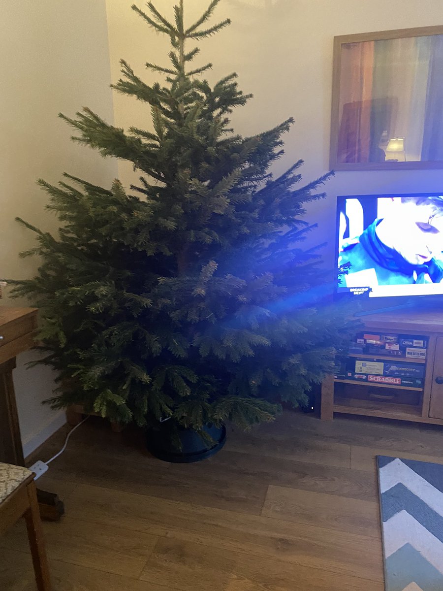 stanchers's tweet photo. Once again, grossly underestimated the actual size 🌲🥰🤣
#everysingleyear https://t.co/4gu7D5gd70
