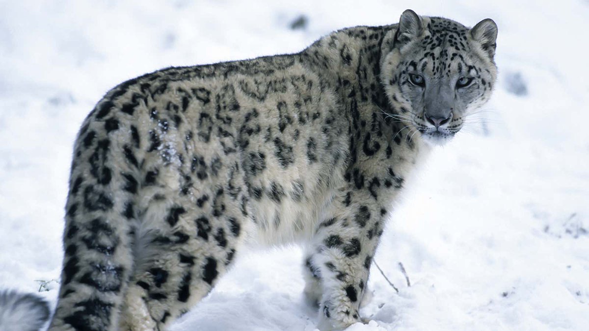 Study Finds Snow Leopards Lead Solitary Lifestyle Because They’re Arrogant Bastards Who Think They’re Better Than Everybody Else bit.ly/3IByZxl