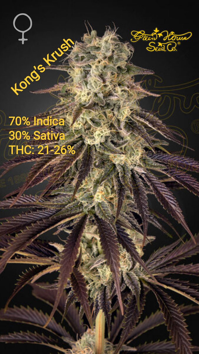 4elementsseeds's tweet image. Kong's Krush by @greenhouseseeds 
This is a medium size plant, bushy enough with vigorous growth and large side branches. 
bit.ly/3DOER2w
#cannabisculture #cannabis #Greece #κανναβη #κάνναβης #indica #cannabisstrain