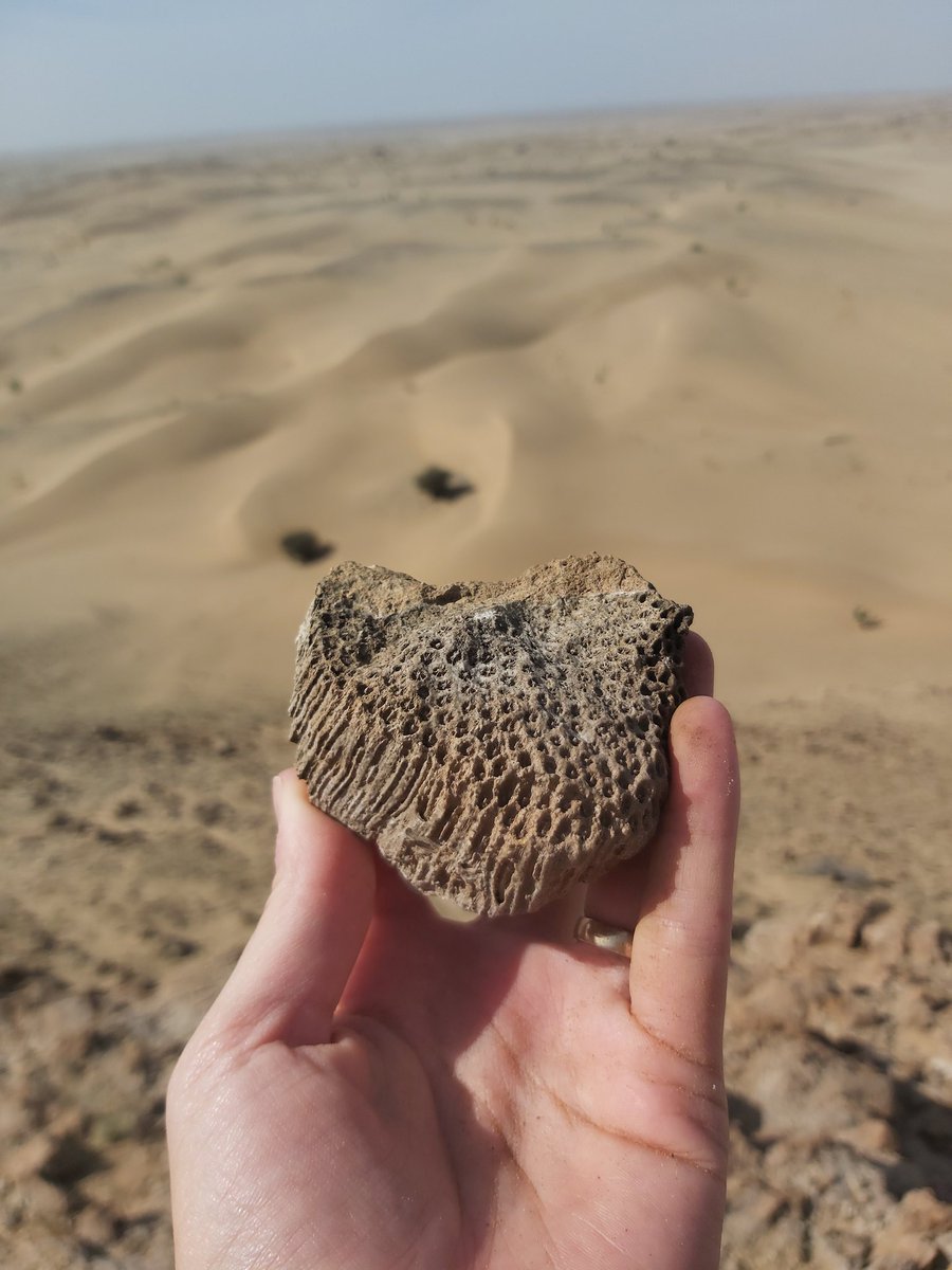 TihanaPensa's tweet photo. Field trip day 1/3
Fossil reefs from #Umluj in Saudi Arabia https://t.co/iHLtbGlKtf