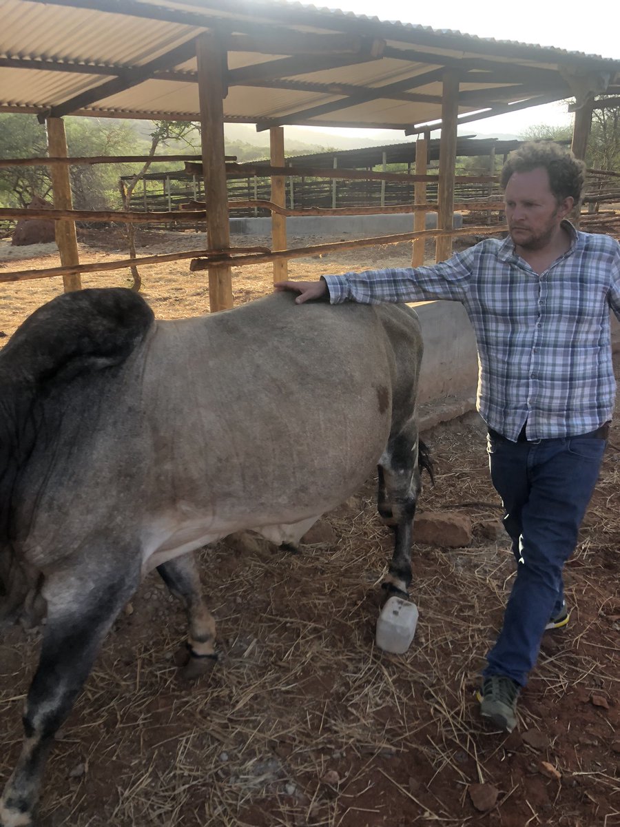 AggEdward's tweet photo. Feedlot loading https://t.co/C4pdjFA86g