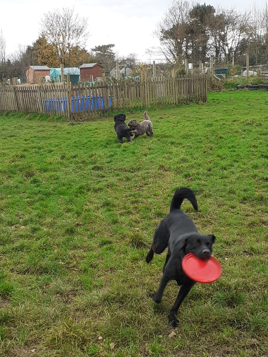 FurbabyPrince's tweet photo. Been out #k9rec with #MickeyandRubyCockapoo today doing #zoomies and catching the #frisbee great time๐๐ถ https://t.co/DuVXOXdFpu