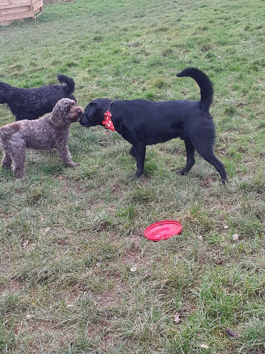 FurbabyPrince's tweet photo. Been out #k9rec with #MickeyandRubyCockapoo today doing #zoomies and catching the #frisbee great time๐๐ถ https://t.co/DuVXOXdFpu