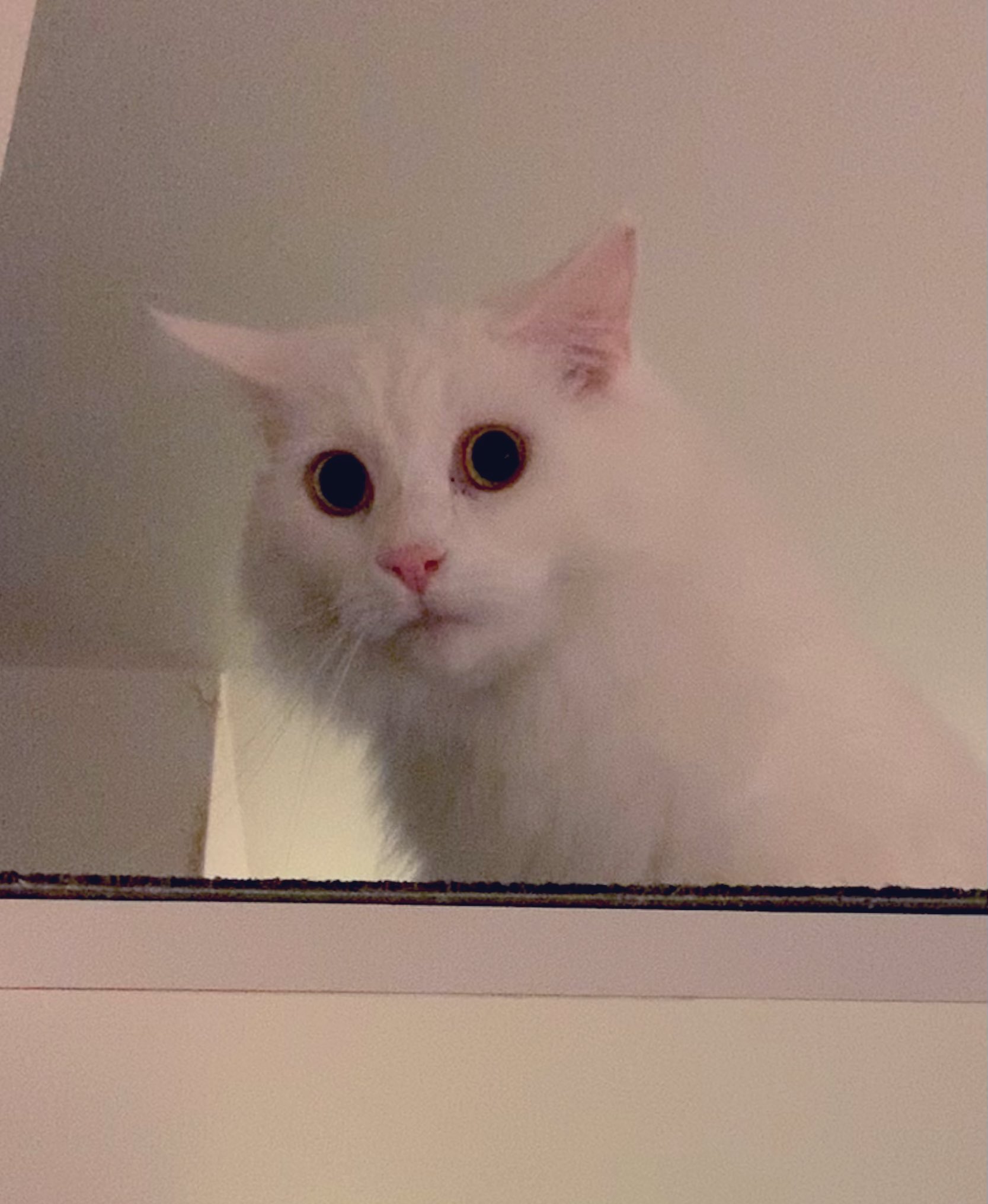 Non 怖がってるときの顔がめちゃめちゃ怖いねこだよ おやすみなさい T Co Lsi6xc60vy Twitter