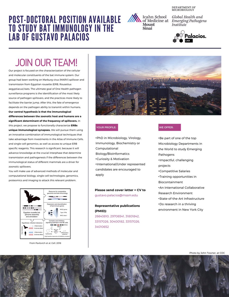 Gustavo Palacios (@guspalpogeng) on Twitter photo We are hiring! Another position in the lab. This time to work on our Bat Immunology program. Come and join a fantastic team at GHEPI at ISMMS <a href="/florian_krammer/">Florian Krammer</a> <a href="/SesmaLab/">Ana Fernandez-Sesma</a> <a href="/VirusWhisperer/">Prof. Dr. Benhur Lee, MD 🦠🧬🔬</a> <a href="/gogo_science/">Goran Bajic, Ph.D.</a> <a href="/VivianaSimonLab/">Simon Lab (ISMMS)</a> <a href="/DomTortorella/">Dom Tortorella</a> <a href="/jeanklim/">Jean Lim</a> <a href="/mschotsaert/">Michael Schotsaert</a>
drive.google.com/file/d/1q5SOHe… We are hiring! Another position in the lab. This time to work on our Bat Immunology program. Come and join a fantastic team at GHEPI at ISMMS <a href="/florian_krammer/">Florian Krammer</a> <a href="/SesmaLab/">Ana Fernandez-Sesma</a> <a href="/VirusWhisperer/">Prof. Dr. Benhur Lee, MD 🦠🧬🔬</a> <a href="/gogo_science/">Goran Bajic, Ph.D.</a> <a href="/VivianaSimonLab/">Simon Lab (ISMMS)</a> <a href="/DomTortorella/">Dom Tortorella</a> <a href="/jeanklim/">Jean Lim</a> <a href="/mschotsaert/">Michael Schotsaert</a>
drive.google.com/file/d/1q5SOHe…