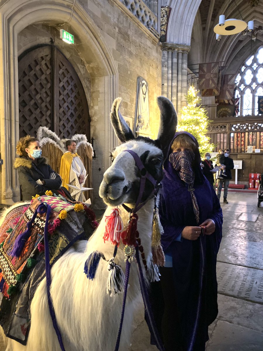ExeterCathedral's tweet photo. It’s that time of year again… #ExeterNativity #LlamasDressedAsCamels https://t.co/BgGzBAkqup
