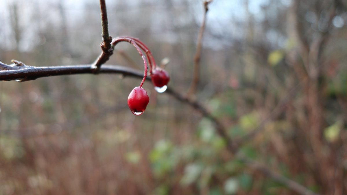 #OnThisDay, 1824 #DorothyWordsworth records weather in Rydal not unlike that in 2021:

Dec 12th. Very dark morning. Breakfast at 8 — Rain all day - wrote letters ... 

#DW250 #DecemberWithDorothy #CumbriaWeather #HistoricalWeather #LakeDistrictWeather