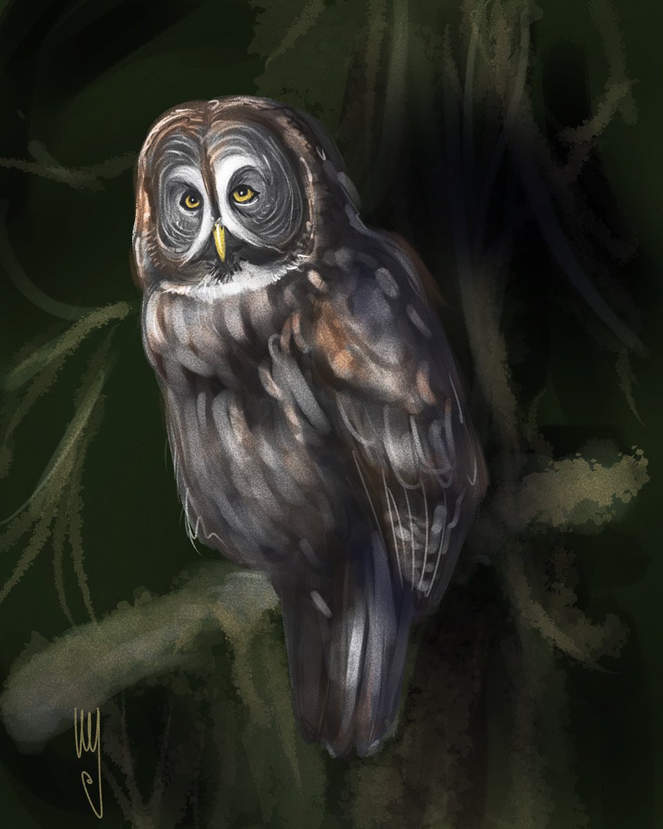 ammagenta's tweet photo. The great grey owl (Strix nebulosa) is a very large owl, documented as the world's largest species of owl by length. It is distributed across the Northern Hemisphere, and it is the only species in the genus Strix found in both Eastern and Western Hemispheres. https://t.co/vFbO1g79F2
