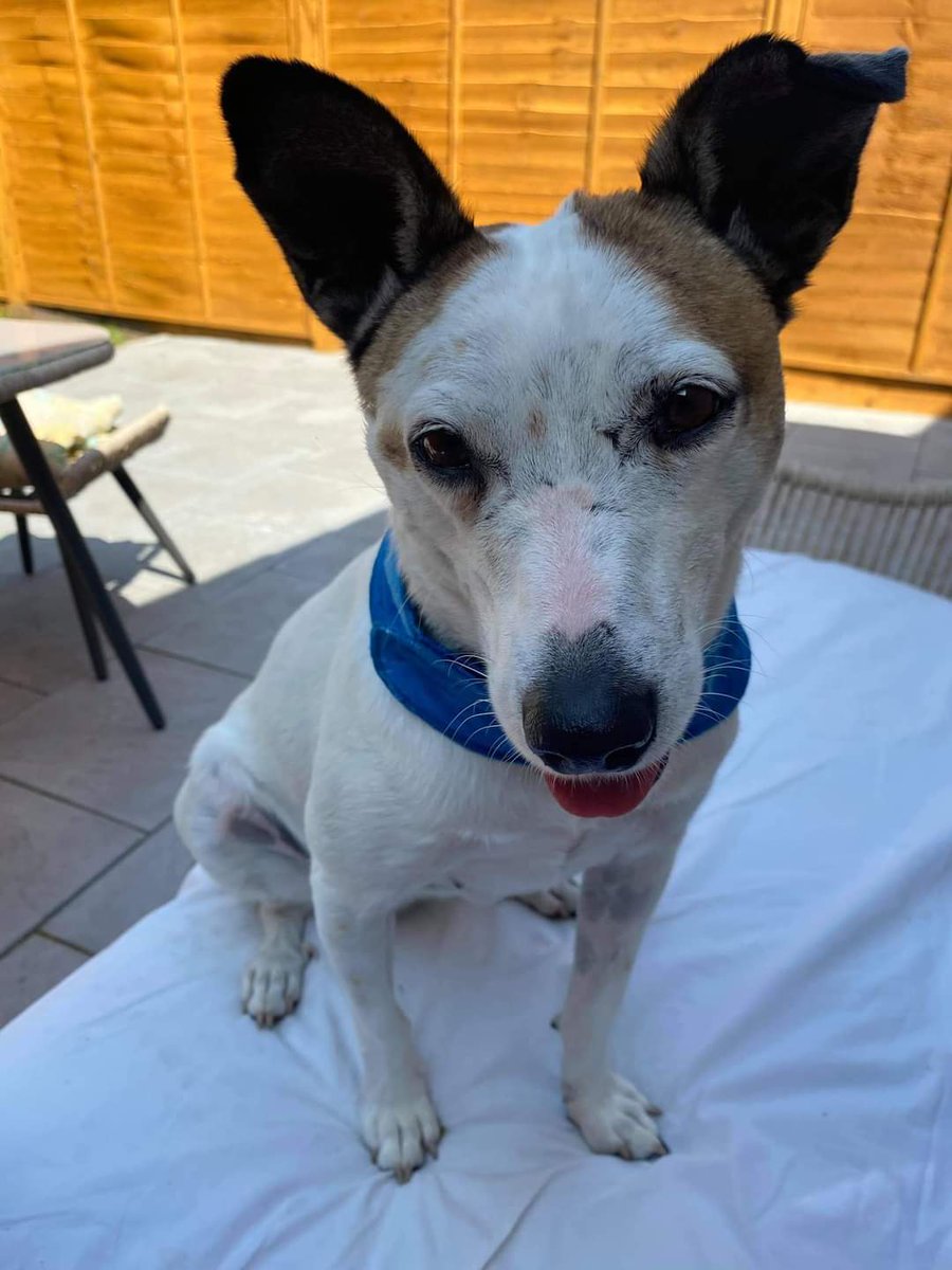 SCD_Rescue's tweet photo. 1/2
TESS
AVAILABLE TO ADOPT or FOSTER
5/6yrs old
Tess has been doing really well in her foster home but her foster mum has to go back to work full time at the end of January so we desperately need to find her a new foster or preferably a forever home soon! https://t.co/vO6VjcBJJ4