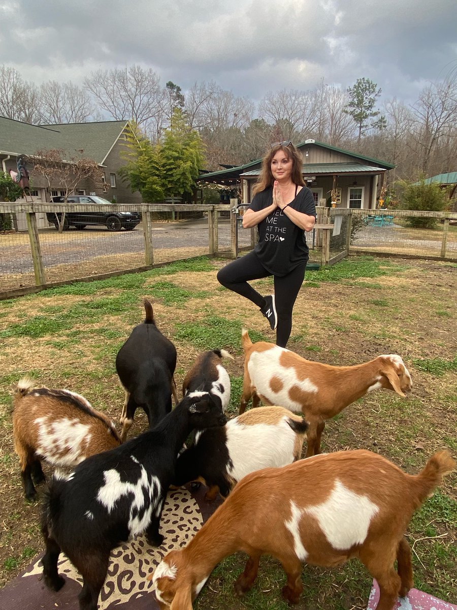 SpaTravelGal's tweet photo. My Wellness Week - Reformer Pilates ✅ Barre3 ✅ Goat 🐐 Yoga 🧘‍♂️ ✅ Thanks #GoatDaddy Yoga + Mimosas + Goats = 😊 #Happiness Let’s do it again @alexisgstritt 👍 https://t.co/PG1ulFDMco