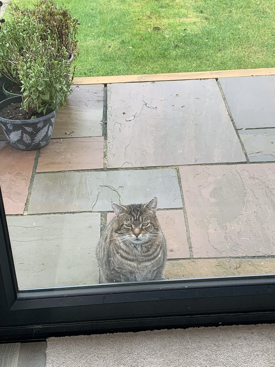 Cat flap training’s going well…🙄😸