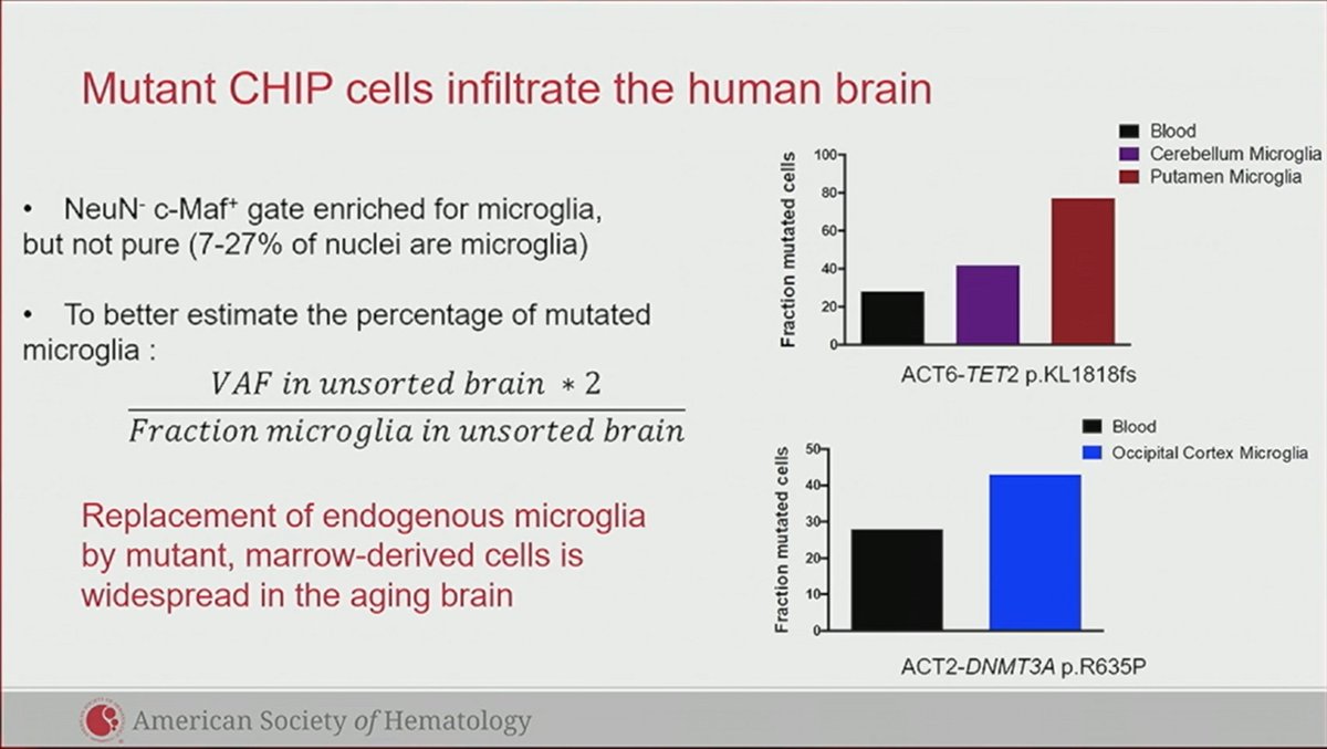 amarkelkar's tweet photo. #ASHPlenary 5⃣ by Bouzid et al on potential CHIP benefits🚨:
👉CHIP clones infiltrate the brain (⬆️fraction in microglial pool than circulating cells)
⬇️levels of CNS amyloid aggregates
🚨EXCLUDED patients with active dementia
⁉️protective effect from Alzheimer's Dz
#ASH21 #leusm https://t.co/GeqvntT0G9