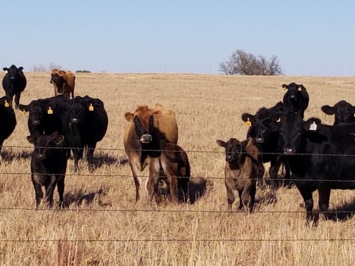 TimandJake's tweet image. Our Jersey girls with their 3 half Black Angus babies ❤ drink #milk eat #beef
