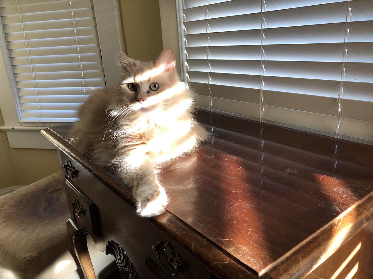 Mr Meow looks dapper in the morning sunlight. #cats #CatsOnTwitter #CatsOftwitter #catinsunlight #mrmeow #morningsunlight #beautifulfluffycat