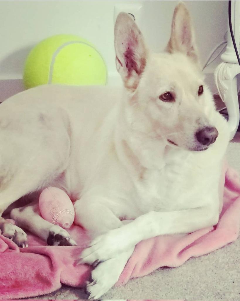 #dogs #crypto #ice

Instagram: <a href="/ice_the/">penghisap tempep</a>.diva

Dogs are the best! 😍 ❤️