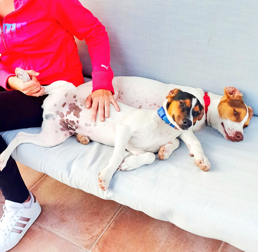 🔴 AYUDA 🔴
Cachorro de bodeguero perdido ayer en la zona de Torrealquería-Romeral (Alhaurín de la Torre/Cártama). Tiene 4 meses. Llevo 24 horas recorriendo kilómetros de campo y fincas. Su hermanito lleva sin comer ni beber desde ayer. Nunca salía de la finca. Por favor, RT.