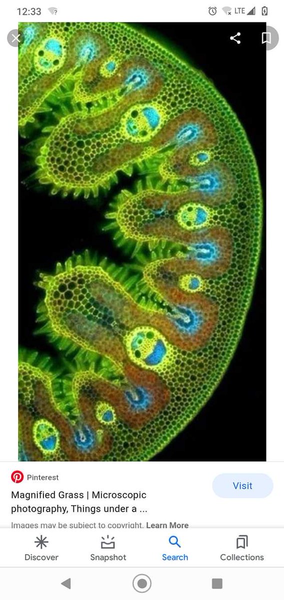 nameisrequired5's tweet photo. This is what grass looks like under the microscope #Microscopy #plants Do you see the faces, looks like a happy little plant.. 😀 https://t.co/KgWQSX5Rgh