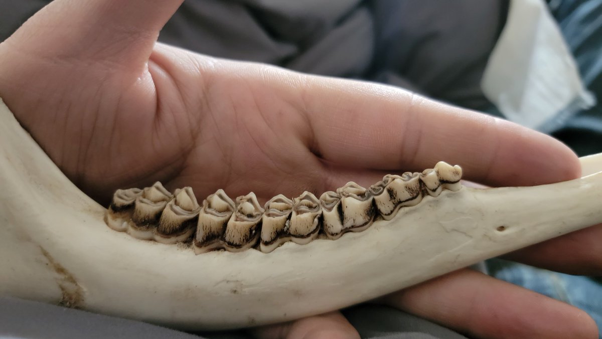 swinginberrys's tweet photo. Anyone good at aging whitetails from their jawbone? Just a curiosity on my behalf https://t.co/7yik9tFNup