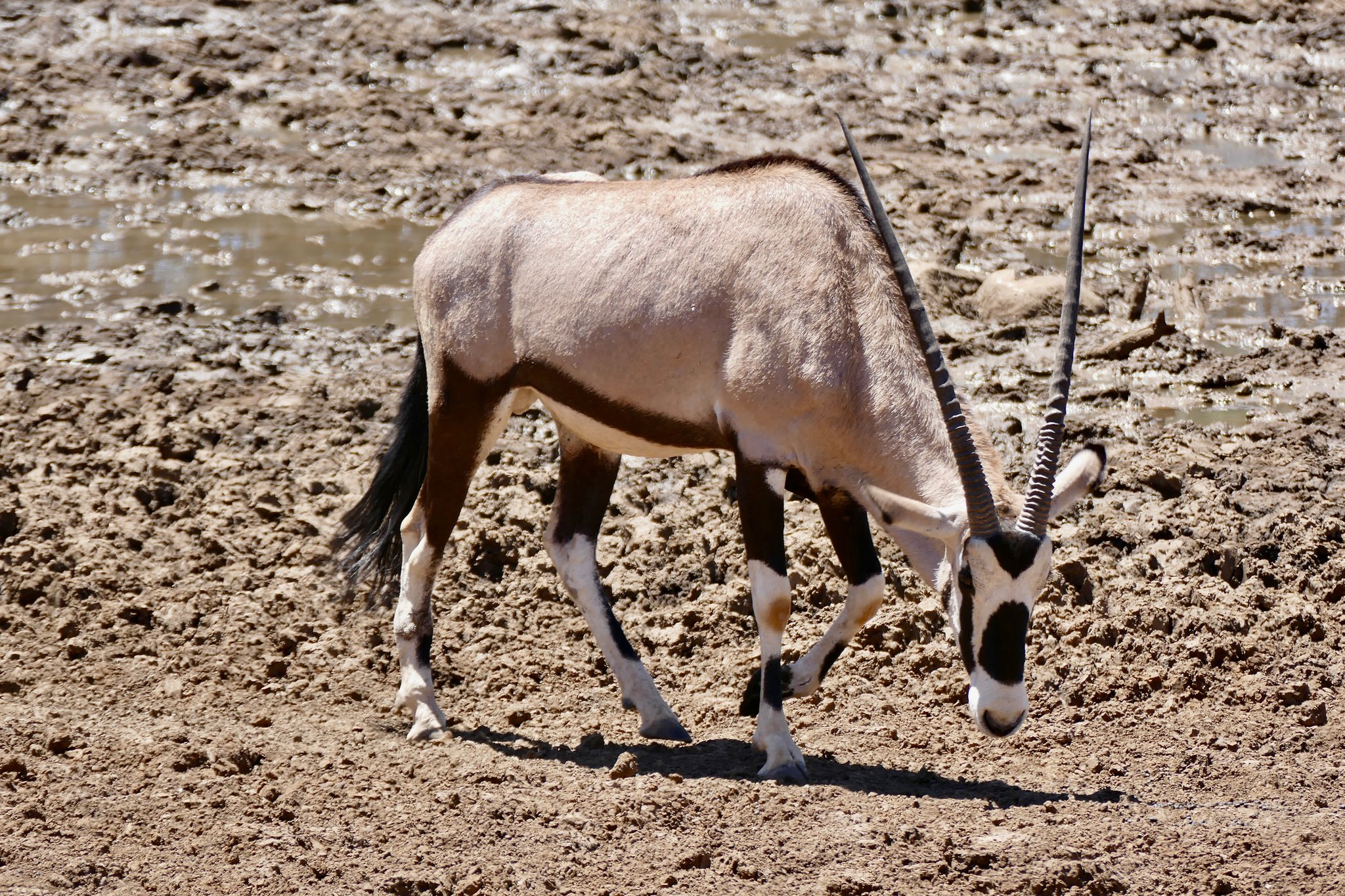 𝔽𝕦𝕞𝕚𝕗𝕦𝕞𝕚 18 23 オリックス ケープオリックス 全長 1 3m 1 4m 別名 ゲムズボック アフリカ大陸南部に分布する鯨偶蹄目 ウシ亜目のウシ科ブルーバック亜科の動物 頭部と背部 下肢部に黒い帯状の独特の模様をもち 雌雄ともに長い角が