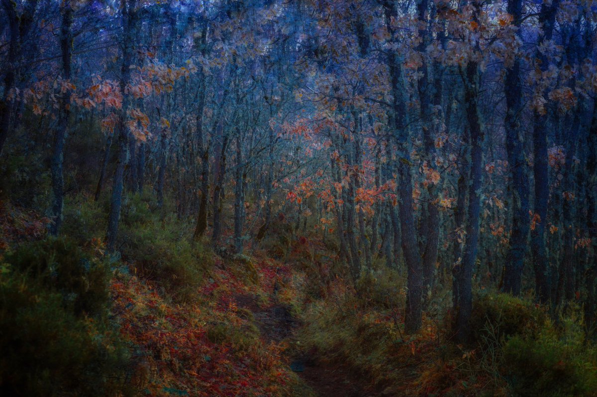 samanthacavet's tweet photo. Photos of a lonely forest https://t.co/DQH3MMMF1t