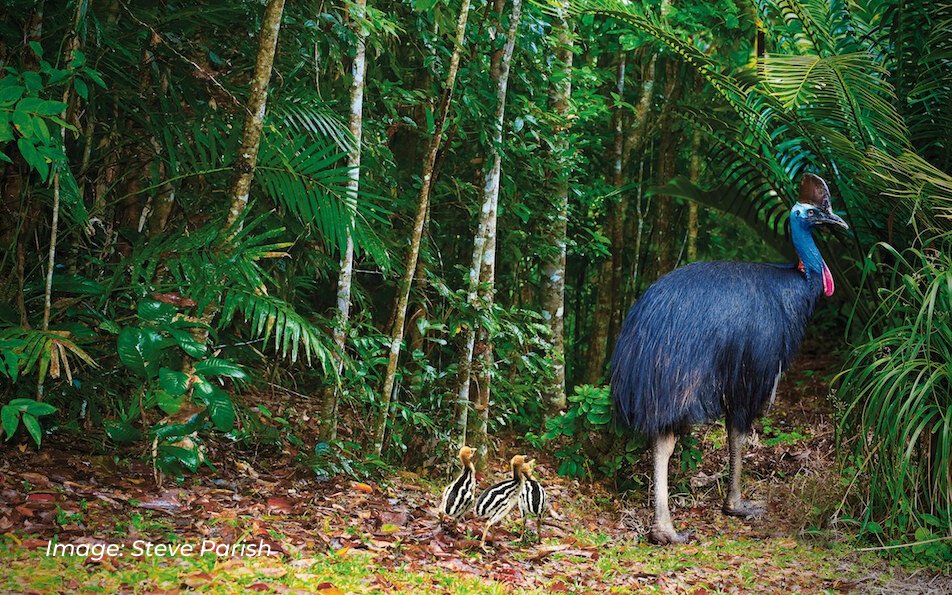 humaneworldaus's tweet photo. More protections coming for cassowary habitat! 
The Lowland tropical rainforest of the Wet Tropics that @hsiaustralia nominated in 2017 has been assessed and accepted for listing as Endangered by Federal Environment Minister @sussanley. 👏 https://t.co/JaPsloJLWz