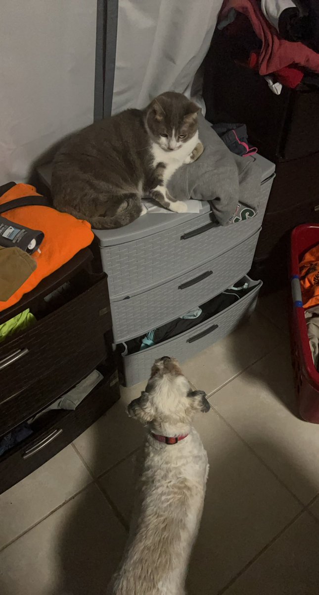 I should also add we got a sister!! We adopted her. She doesn’t like us too much. Brother tries to eat her any chance he can. I just want to be her friend! She is slowly warming up to me! Her name is Smokey! #family #sister #CatsOnTwitter #dogs #dogoftheday #love #dogsoftwitter