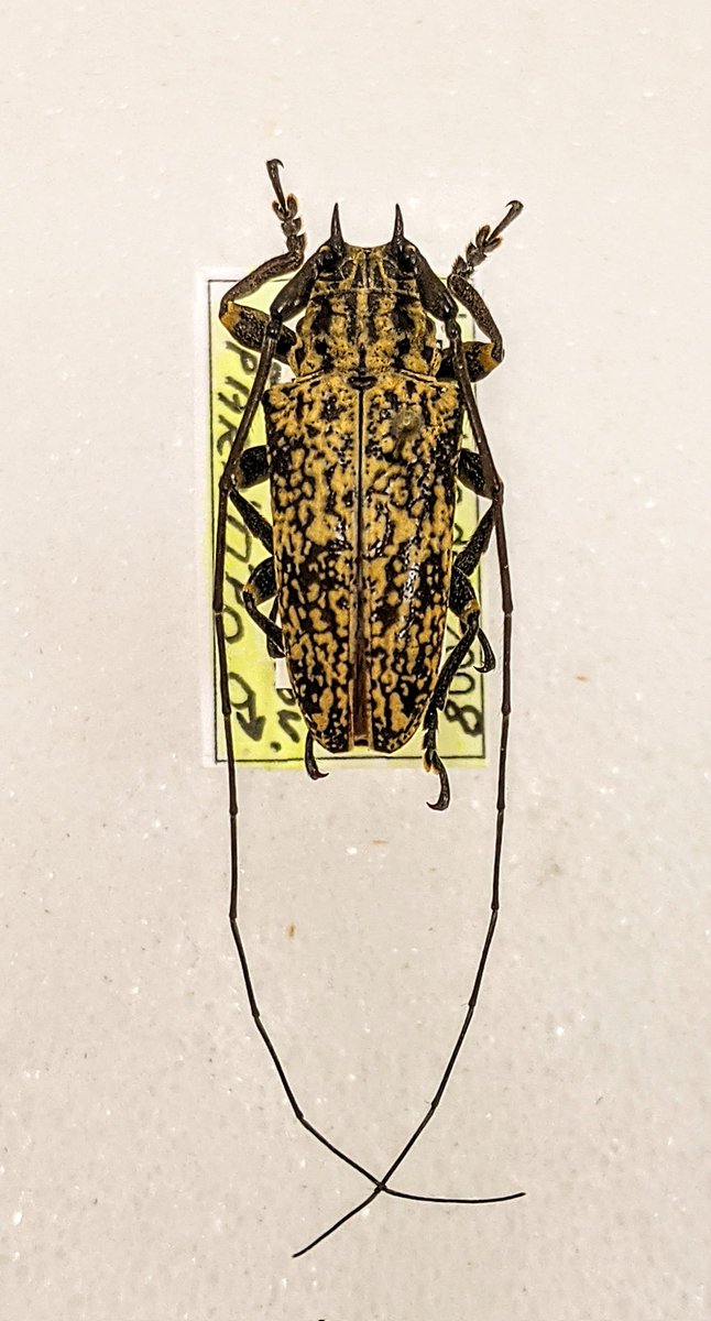 dr_firefly's tweet photo. Hesychotypa balia #Coleoptera #Cerambycidae Couple of amazing head horns on this dude.
#AmazingBeetles #FSCA #WappesCollection https://t.co/uq4vyZrsTN