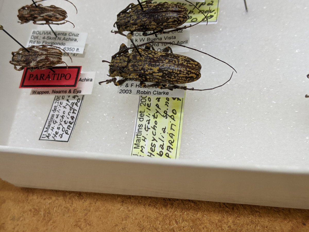 dr_firefly's tweet photo. Hesychotypa balia #Coleoptera #Cerambycidae Couple of amazing head horns on this dude.
#AmazingBeetles #FSCA #WappesCollection https://t.co/uq4vyZrsTN