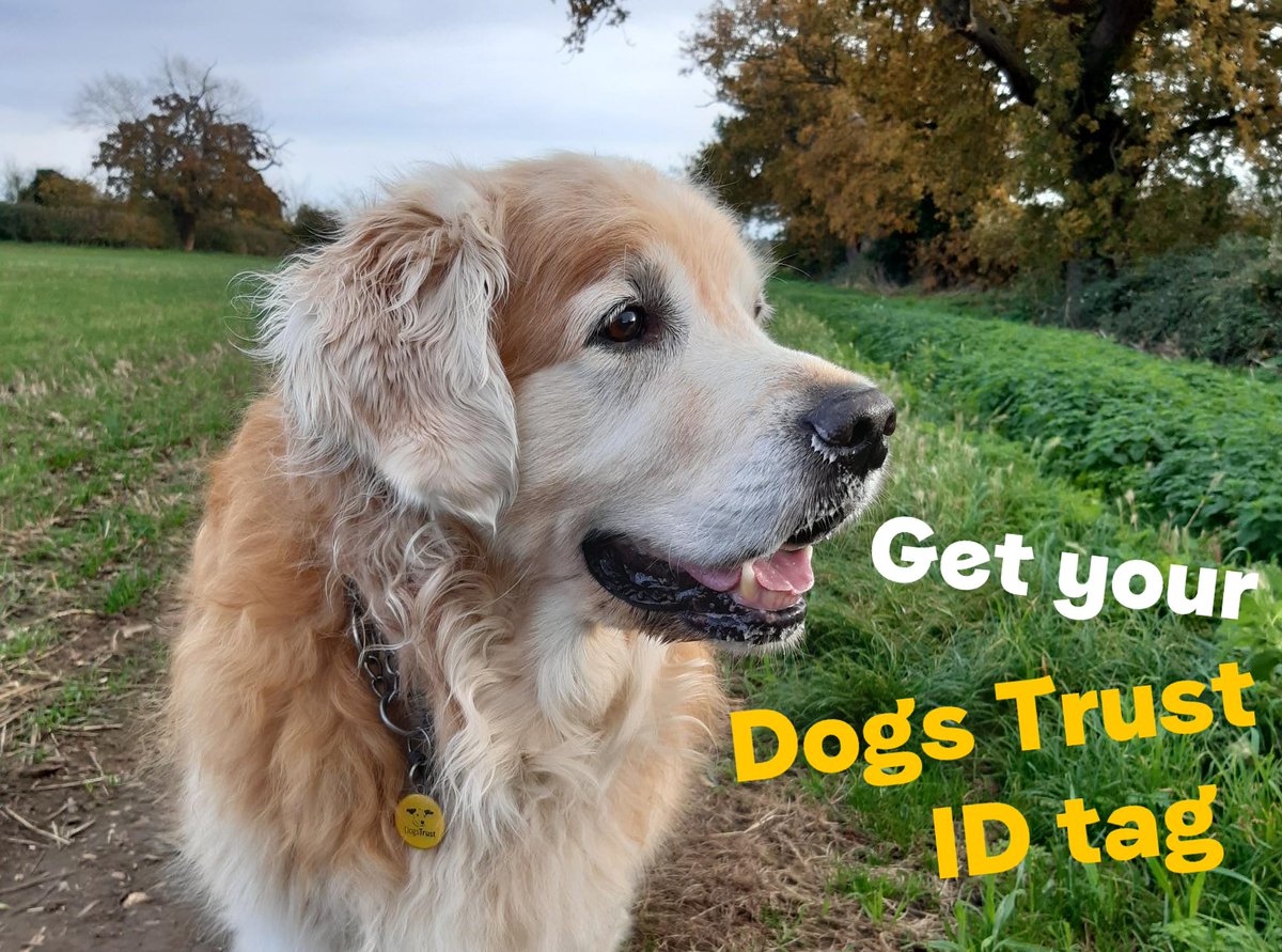 DogsTrust's tweet photo. It's law for your dog to wear a collar and up to date tag in public &amp; it can be very helpful if they go missing. 🐾
Help keep your dog safe &amp; help support the dogs in our care by buying a personalised Dogs Trust tag today! 💛
👉 https://t.co/EzxZpSTq5f https://t.co/YmaCfE7EtB