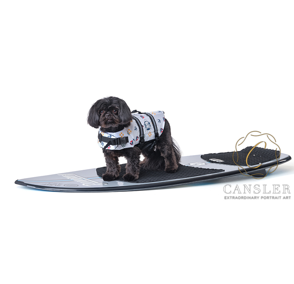 CanslerPhoto's tweet photo. Bennett lives on a boat and loves to ride around the lake. She has this adorable life jacket so we did her with water toys. She was so well behaved! Love creating all the fun images that we come up with during our design conversation! #petportraits #pets #petphotography #petphoto https://t.co/Y5HUFCvr8u