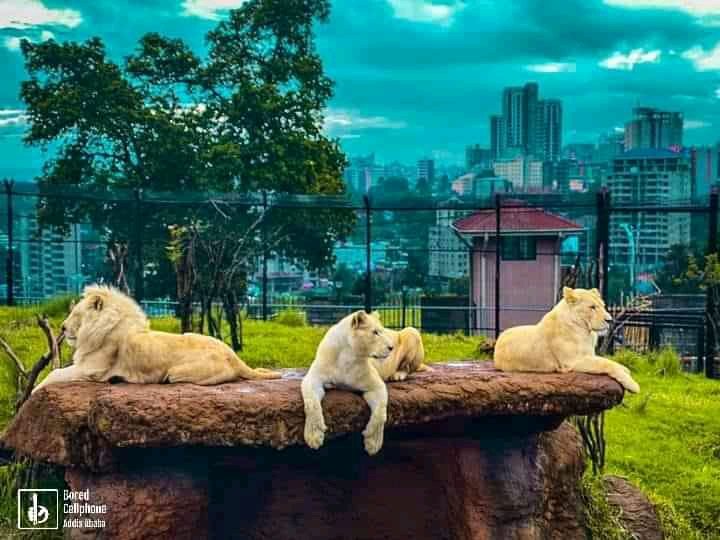 abi_ssynia's tweet photo. White Lion 
@GrandPalace 
Addis Ababa, Ethiopia 
Beauty of Addis https://t.co/2iz1m4JiVL