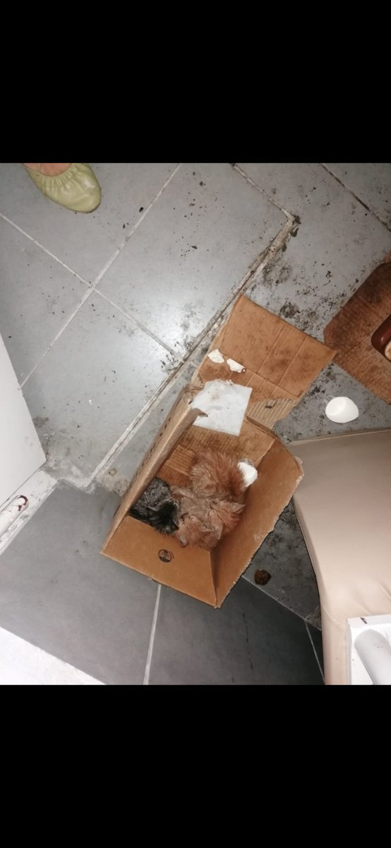 Eecemustundag's tweet photo. İki ay önce koliye kapatılıp ölüme terk edilen üç yavru bulmuştuk. Hemen tedaviye aldırdık ve iyileştiler,ama kalan borçları için iki aydır aramama rağmen sponsor bulamadım. Borç kaldığı için diğer hasta hayvanları tedaviye aldıramıyorum,tedavi faaliyetlerim tamamen durdu+ https://t.co/9O5AcZQdYX