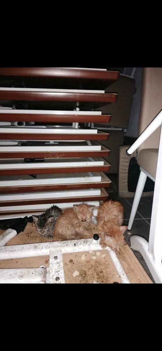Eecemustundag's tweet photo. İki ay önce koliye kapatılıp ölüme terk edilen üç yavru bulmuştuk. Hemen tedaviye aldırdık ve iyileştiler,ama kalan borçları için iki aydır aramama rağmen sponsor bulamadım. Borç kaldığı için diğer hasta hayvanları tedaviye aldıramıyorum,tedavi faaliyetlerim tamamen durdu+ https://t.co/9O5AcZQdYX