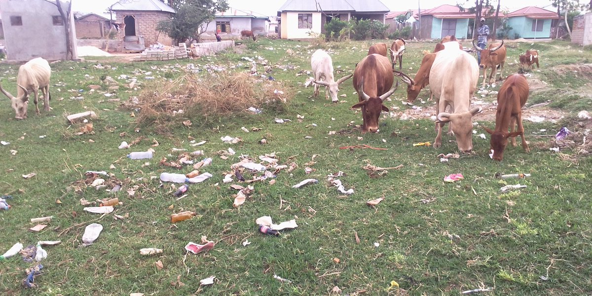 bado changamoto ya uharibifu wa mazingira ni kubwa sana, elimu bado inahitajika kwa wafugaji mijini pamoja na elimu kwa jamii juu ya utupaji wa taka ovyo. hapa ni nyasubi-kahama #ClimateActionNow #ClimateJustice <a href="/Connect4Climate/">Connect4Climate</a> <a href="/Y4Nature/">Youth4Nature</a> @zirowaster <a href="/UNEP/">UN Environment Programme</a>