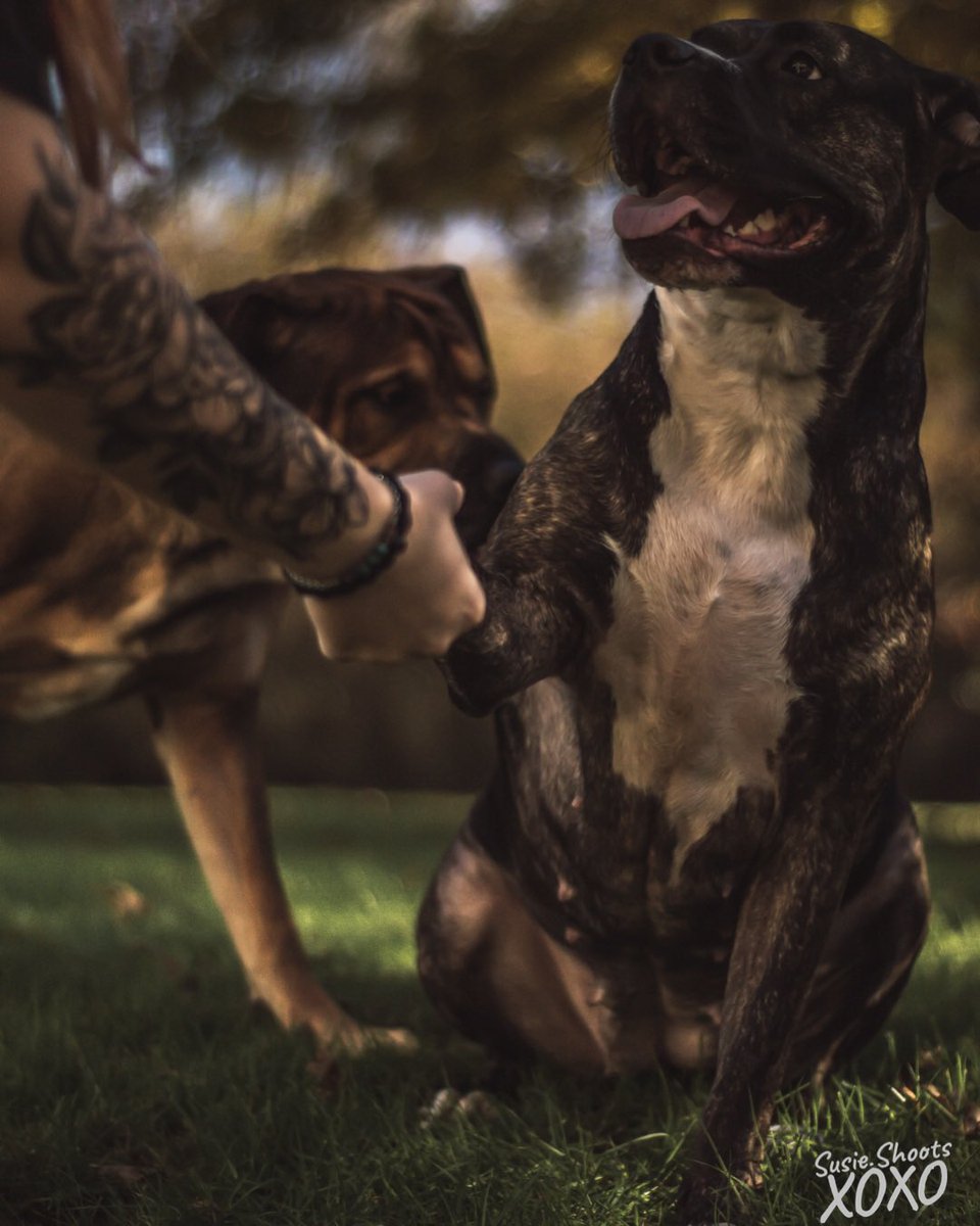 samiiblank's tweet photo. Just dropping some cute picture of my babies to maybe brighten a fellow dog lovers day🖤🖤 https://t.co/bjra0yYdhA