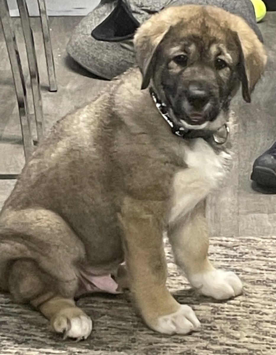 BarnRescue1's tweet photo. Another addition to the BARN family. Meet Bear who is a 12 week old caucasian shepherd X. Bear won’t be available until after Christmas and our assessment. A delightful chap with sharp puppy teeth. https://t.co/ejjpGaskvJ