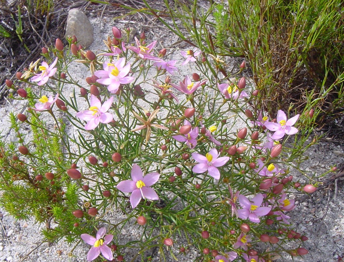 fernkloofza's tweet photo. #GENTIANACEAE:#Chironia #linoides #subsp. #nana. Common name is Bitterwortel or Centaury.
#Greek #Mythology: Chiron was the wisest of all centaurs, (hence the common name Centaury), famous for his knowledge of plants, medicine and surgery.
Now in #FERNKLOOF https://t.co/J8uS3HICYT