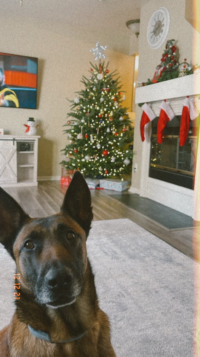 Happy Sunday 🎄🐾