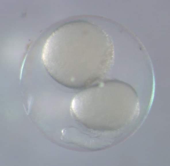 CuongQ's tweet photo. #zebrafish https://t.co/Xbf4EcilL0