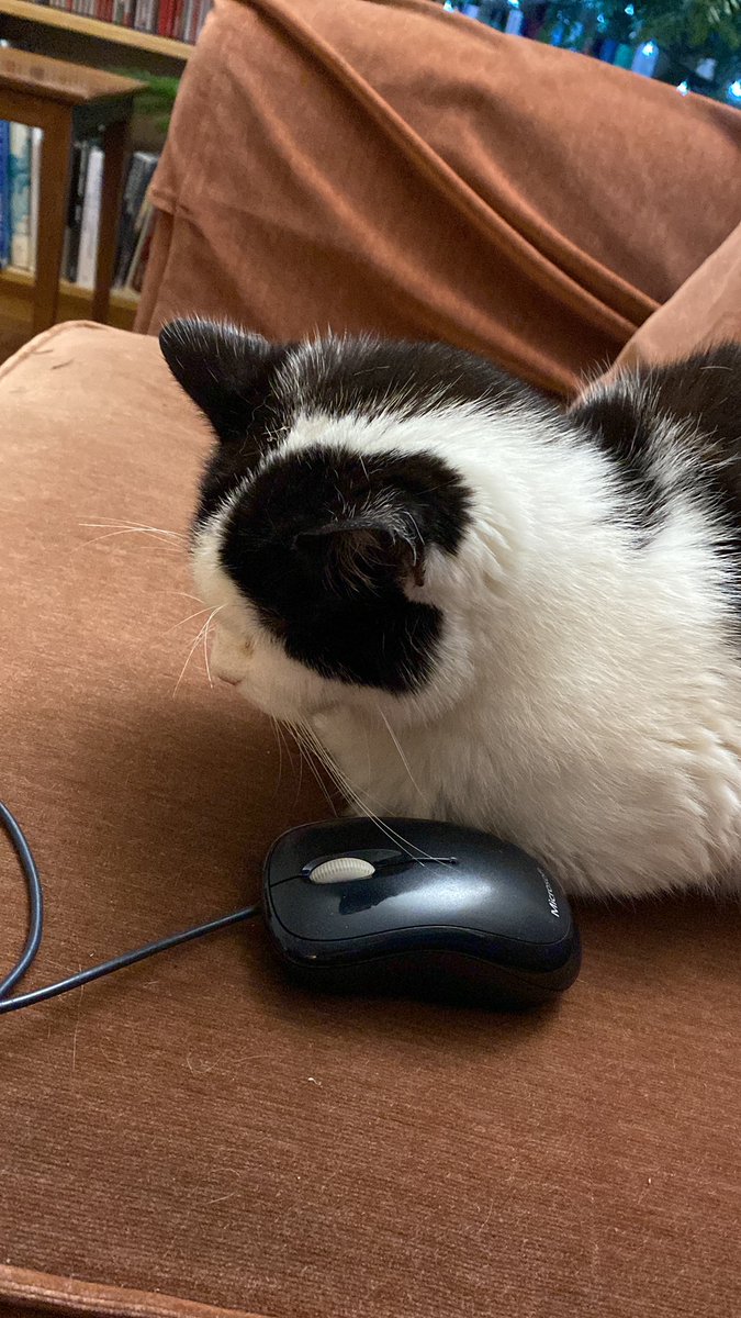Biffathecat's tweet photo. I seem to have caught a mouse 
#CatsOfTwitter #BeLikeBiffa https://t.co/Lc2bfg5XTJ
