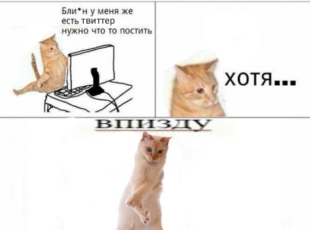 частично философ🕊️ (@solnushk__o) on Twitter photo 