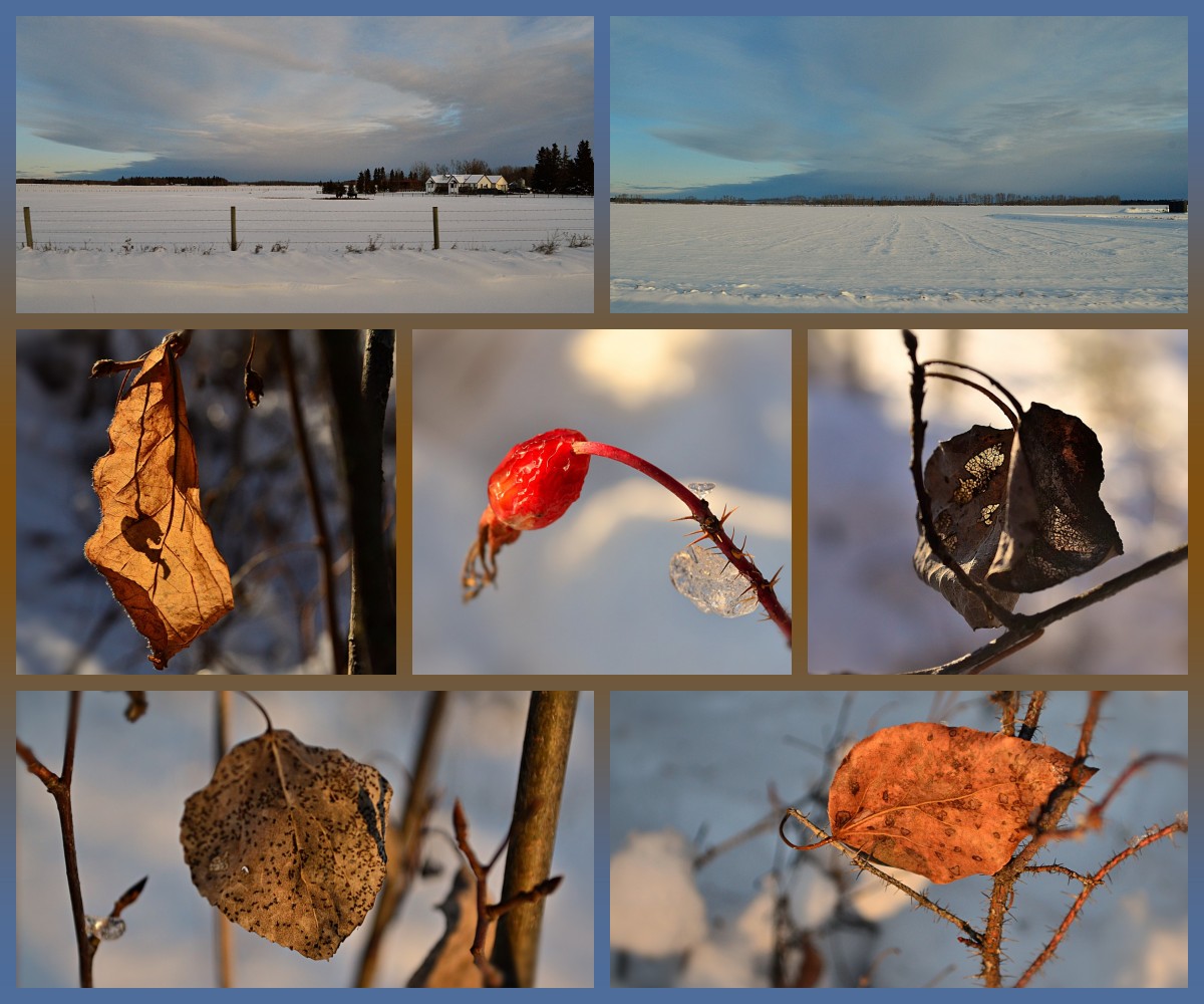 1/2 #seasonal #SevenOnSunday lots of #beauty at this time of year- the tiny #details in #nature and the wider #Landscapes; #NatureSpirits have been busy #decorating with #snow and #ice, second set given some extra #holiday enhancement as #WinterSolstice approaches! #Alberta